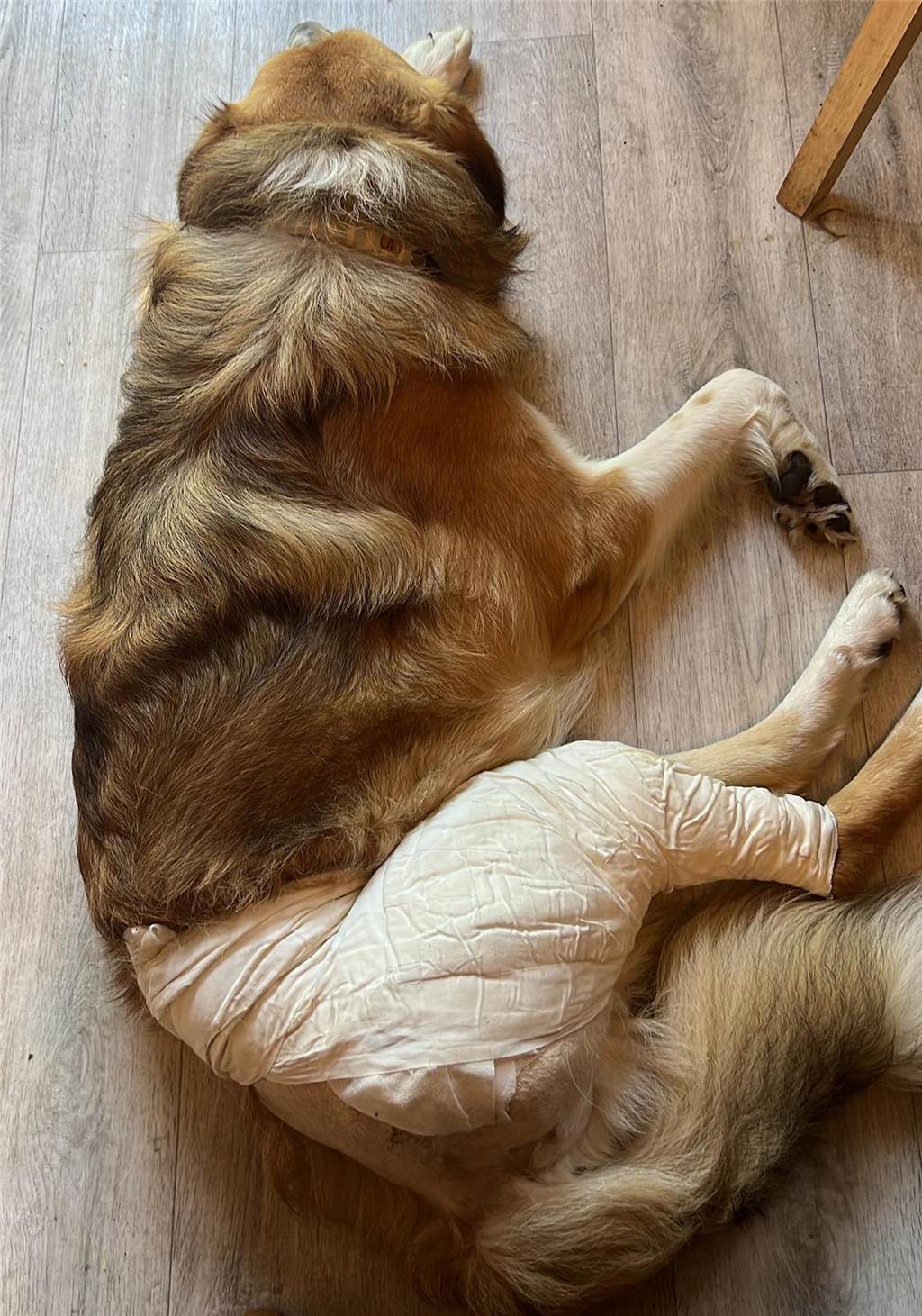 Streuner Koda konnte operiert dank vieler Spenden operiert werden Hund Koda hat die erste Operation geschafft. Es werden weitere Behandlungen folgen müssen.