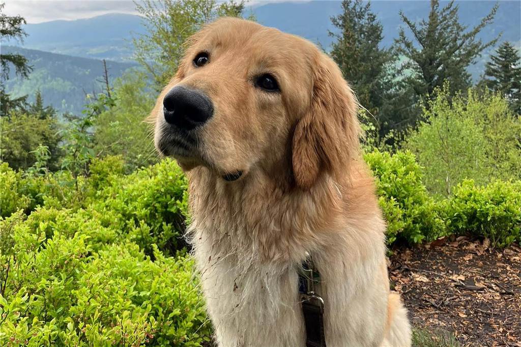 Hund mag Berge!