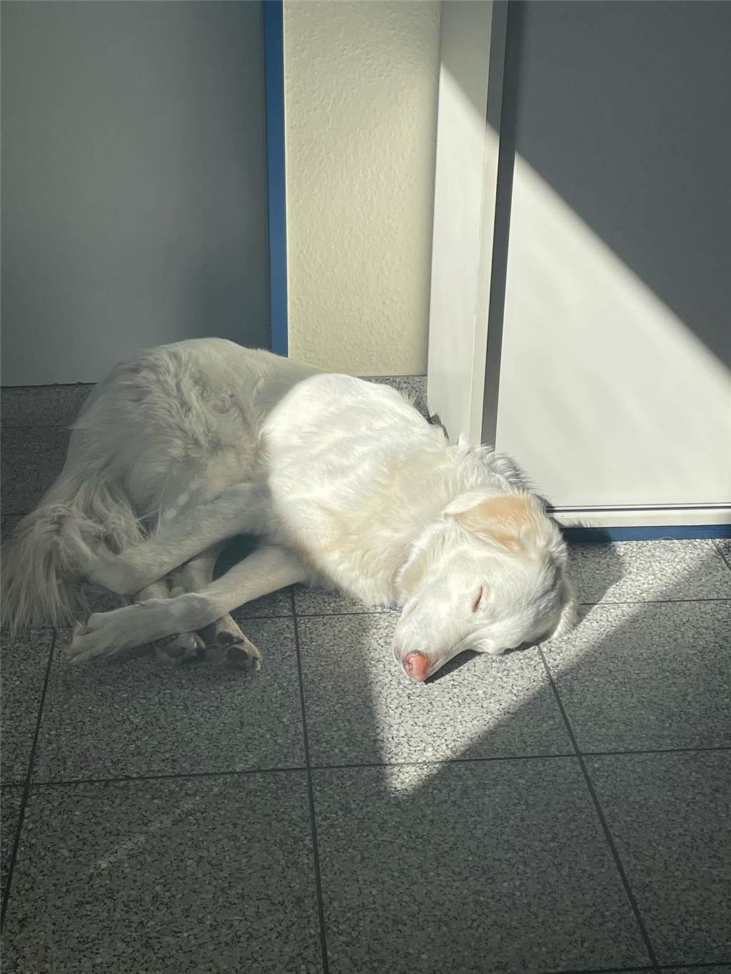 Hund müde, Hund Pause!