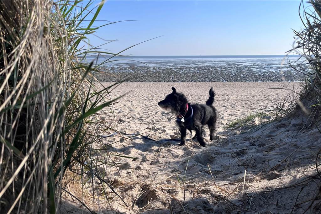 Hund und Meer: Das passt einfach. RN-Redakteurin Sophie Schober hat mit ihrem Bonnie die Zeit in Horumersiel an der Nordseegenossen.