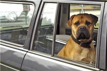 Hunde brauchen bei längeren Autofahrten ausreichend Wasser, frische Luft und Pausen. Foto: Jens Schierenbeck
