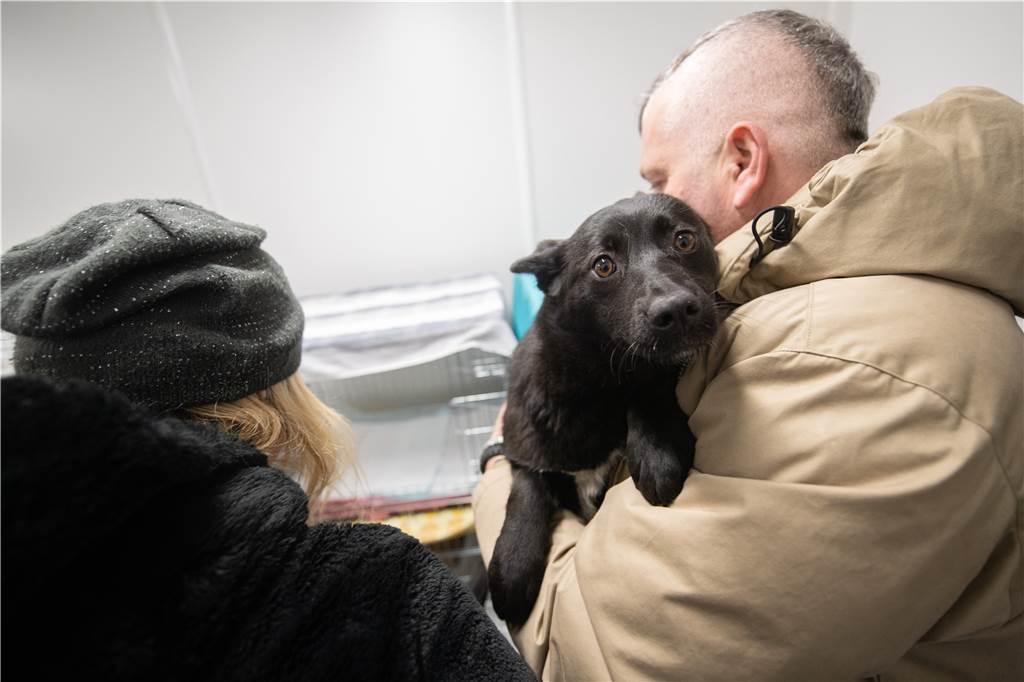 Hunde, die ukrainische Flüchtlinge mitbringen, sollten gegen Tollwut geimpft werden.