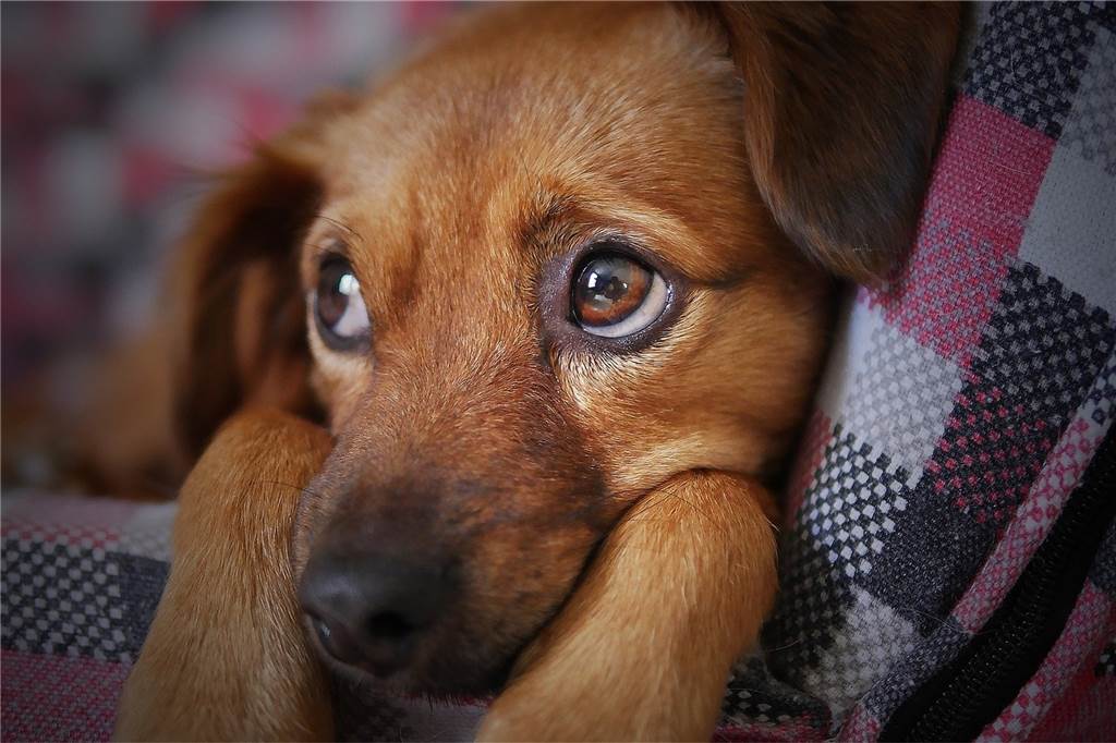 Hundezählung macht potenziellen Steuersündern richtig Druck Hunde, egal ob groß, klein oder als "gefährlich" eingestuft, können ganz bequem online über die Internetseite der Gemeinde (www.heek.de) angemeldet werden.