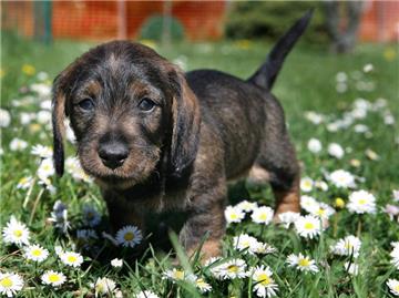 Hunde haben mit der Hitze zu kämpfen. Deshalb sollten Besitzer mit ihren Vierbeinern morgens oder abends spazieren gehen. (Bild: ZB-FUNKREGIO OST)