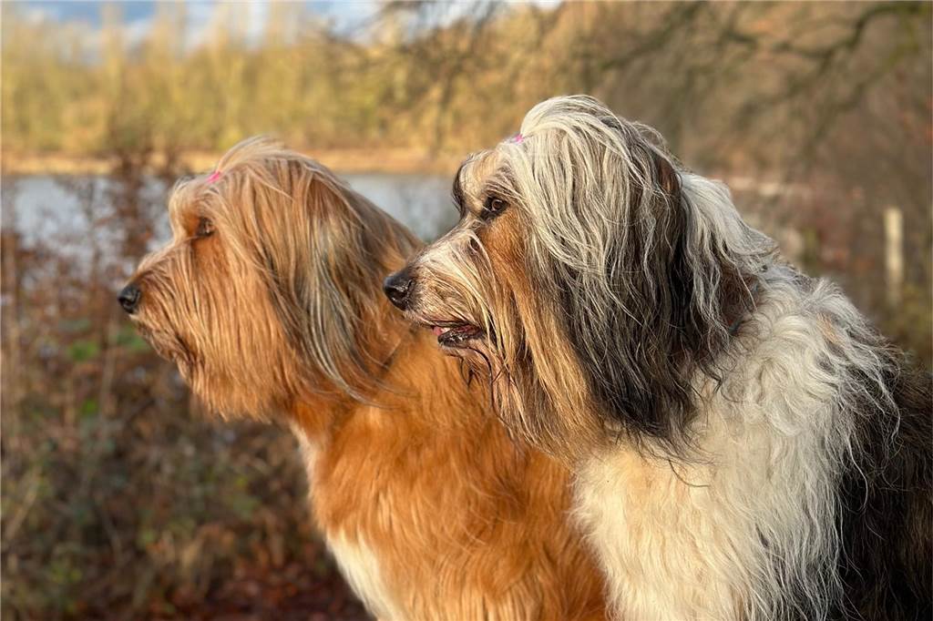 Birgit Böttcher gibt Hundehaltern coole Tipps für heiße Tage Auf dem Foto sind die beiden Hunde Jelle und Nieke zu sehen. Es sind zwei Wällers. Sie genießen den Blick auf einen See.