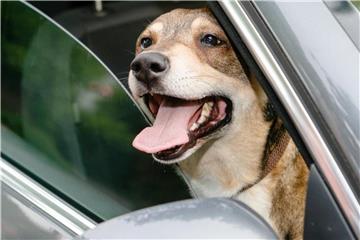 Hunde können Hitze durch Hecheln nicht kompensieren. Auch eine heruntergelassene Scheibe hilft den Tieren nicht. Foto: Markus Scholz