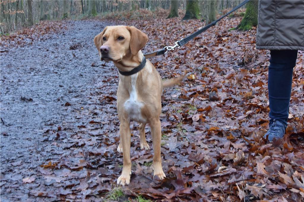 Hunde müssen im Naturschutzgebiet an die Leine.