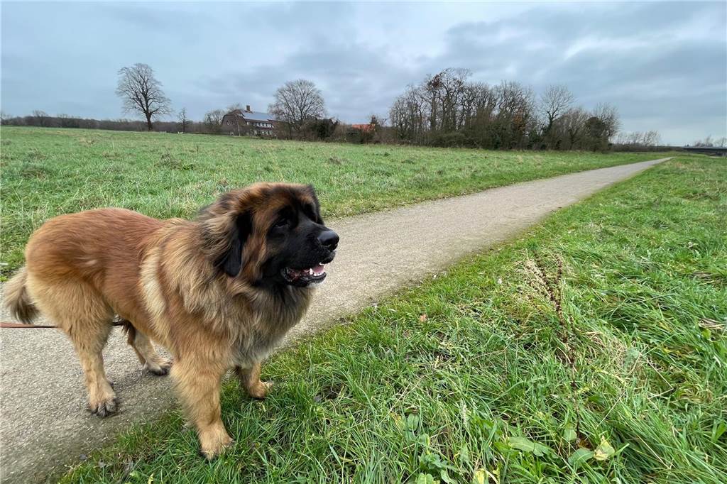 Hunde sind erlaubt unterwegs. Da es sich bei der Lippeaue aber um Naturschutzgebiet handelt, müssen sie an der Leine geführt werden. 