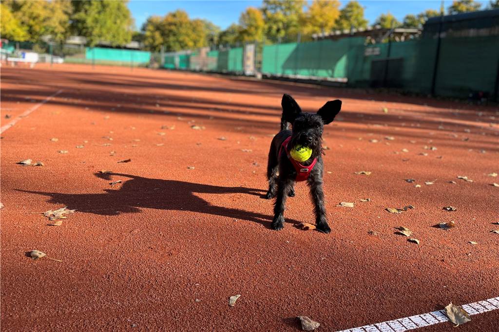Erst Corona, jetzt die Energie-Krise: Dortmunder Tennisclub kämpft um jeden Cent Hündin Nala hat einen Tennisball im Maul. Hunde sind gern gesehene Gäste auf dem Platz. Auch in die Tennishalle in Hörde dürfen die Vierbeiner mitgebracht werden.