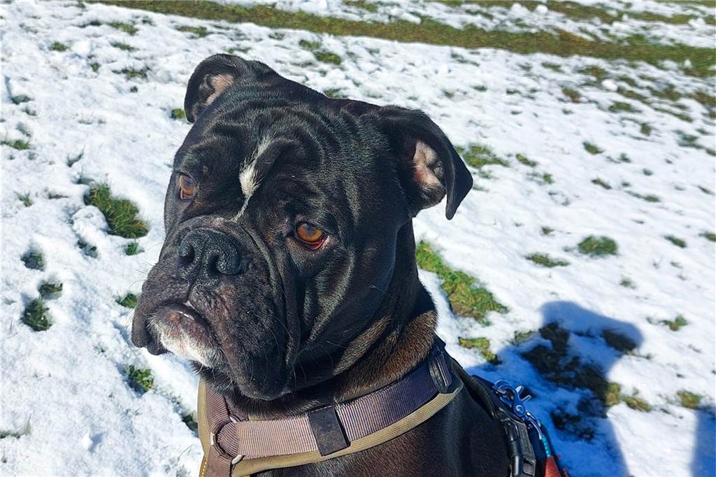Hunde waren begeistert vom Schnee.