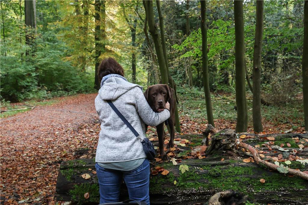 Ein brauner Labrador schaut seiner Besitzerin über die Schulter. Er steht auf einem Baumstamm und wird gebürstet.