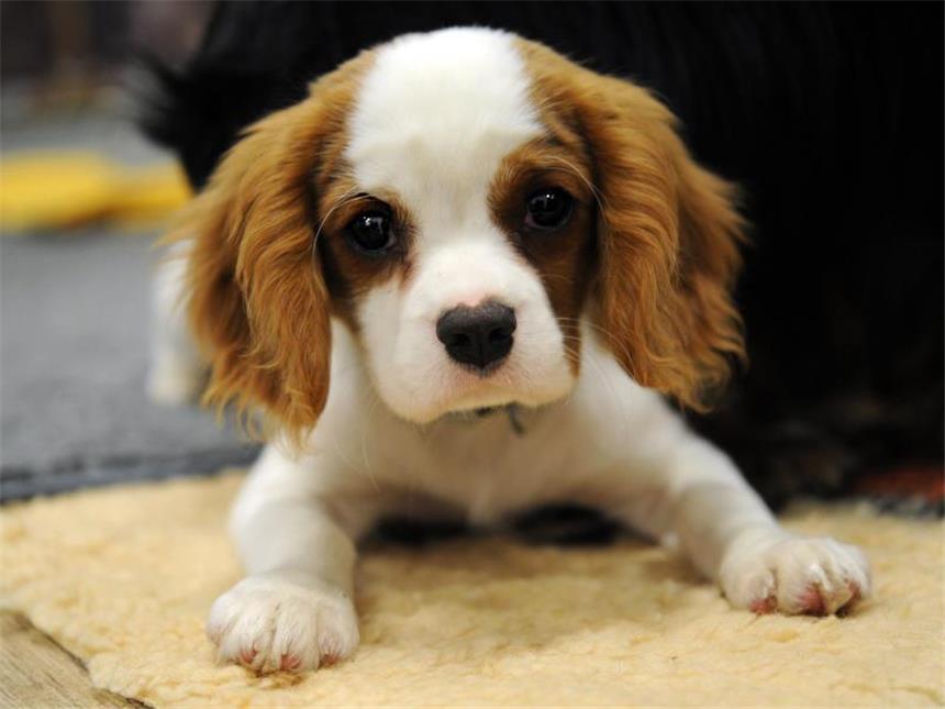 Was Sie zur Hundesteuer wissen müssen Hundebesitzer sollten mit ihrem Tier das Gehen an der Leine schon im Welpenalter trainieren.