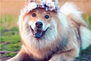 Hundebesitzerin Michelle Blaurock fotografiert Baluna auch für Instagram.
