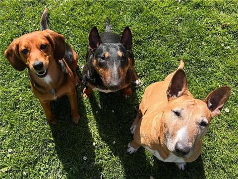 Hundeblick mal drei - einfach süß!