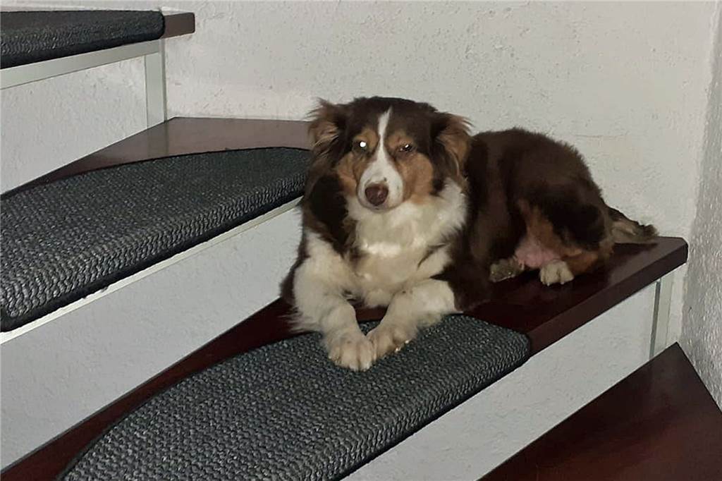 Hunde-Halterin verzweifelt: „Tun alles, um Ina zurückzubekommen“ Ein Hund auf einer Treppe.