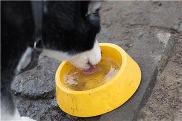 Hundehalter lassen ihr Tier besser nur aus einem sauberen Napf trinken - das gilt vor allem, wenn mehrere Hunde ihn benutzen. Foto: Florian Schuh