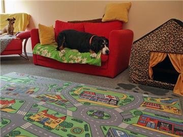 Hundekitas, sogenannte Hutas, bieten Hundebesitzern die Möglichkeit, ihre Vierbeiner tagsüber mit anderen Hunden zusammen zu bringen. Foto: Jan Woitas