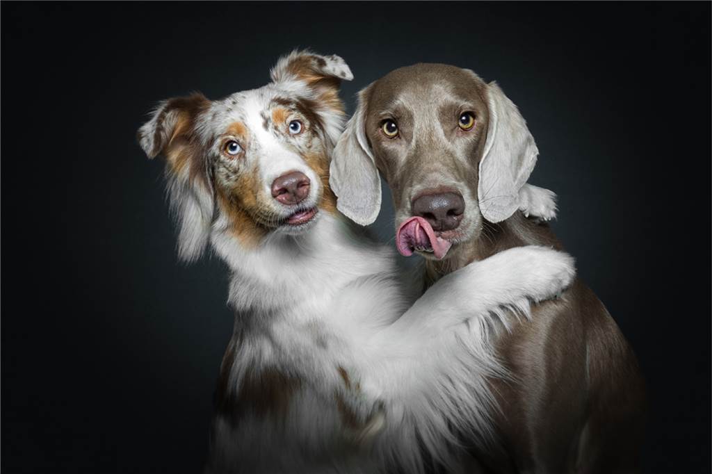 Sogar Justin Bieber liebt die Hunde-Fotos von Christian Vieler aus Bork Hundeliebe im Foto festgehalten.