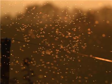 Hunderte Mücken fliegen kurz nach Sonnenuntergang an einem Zaun. Foto: Felix Kästle/Illustration