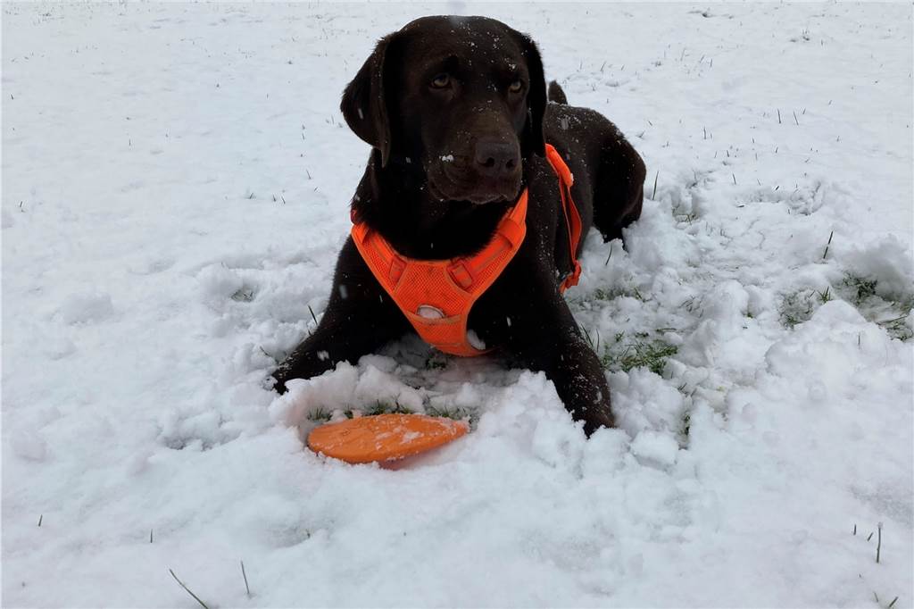 "Hundy Amy liebt den Schnee", schreibt uns Leserin Barbara Weber.