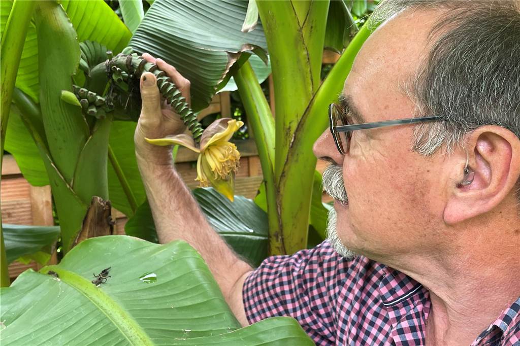 Ist das der Klimawandel? Bananen reifen in Werne-Stockum "Ich habe einfach Spaß an exotischen Gewächsen", sagt Klaus-Dieter Schlauteck und zeigt die Blüte seiner Bananenstaude.