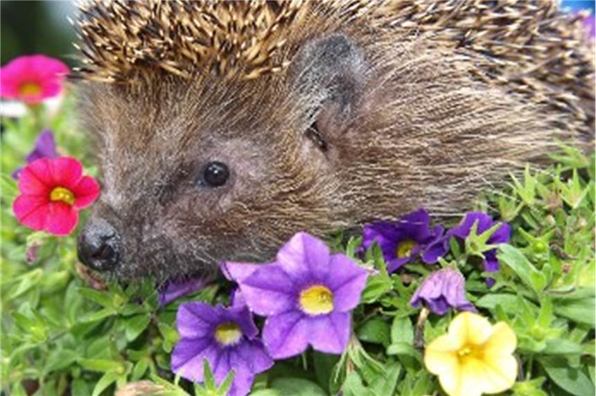 In Dortmund gibt es jetzt Igel-Autobahnen Igel begeben sich nachts auf Futtersuche und überqueren dabei häufig auch Straßen. Igel-Autobahnen sollen den Tieren Schutz bieten.