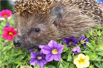 Igel begeben sich nachts auf Futtersuche und überqueren dabei häufig auch Straßen. Igel-Autobahnen sollen den Tieren Schutz bieten.