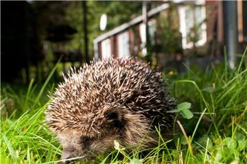Igel sind häufiger zu Gast im Garten. Für Mähroboter sind sie im dichten Gras oftmals kein wahrzunehmendes Hindernis. Foto: Klaus-Dietmar Gabbert