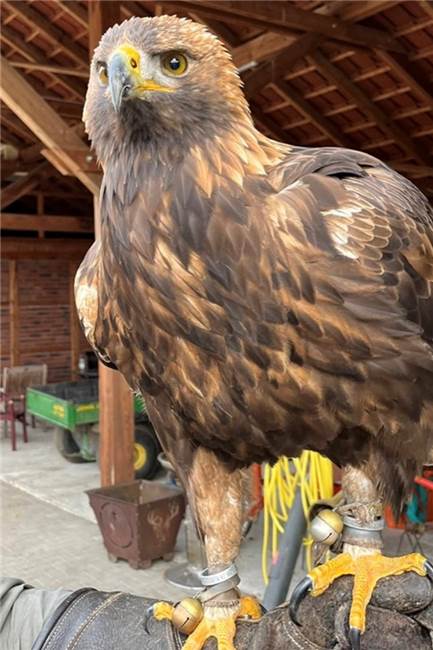 Beizjagd in Hundewick: mit Adler, Bussard, Habicht und Falke unterwegs Ihre Greifvögel ließen sieben Falkner aus Bayern jetzt in Hundewick in die Luft steigen.