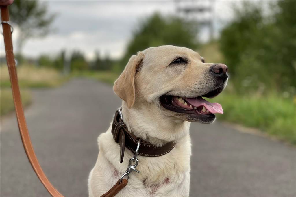Doch Gift am Gneisenau-Park: Tilda (3) überlebt Giftanschlag nur knapp Ihre Neugier wurde Hundedame Tilda (3) beinahe zum Verhängnis. Beim Wühlen im Straßengraben fraß sie einen vergifteten Tierköder. Ohne schnelle Hilfe der Tierklinik in Recklinghausen wäre sie nicht mehr am Leben.