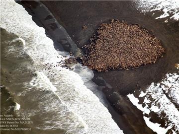 Ihre schweren Körper schieben sich dicht an dicht: Zehntausende Walrosse haben in Alaska Zuflucht an Land gesucht. Foto: Corey Accardo / NOAA/NMFS/AFSC/NMML