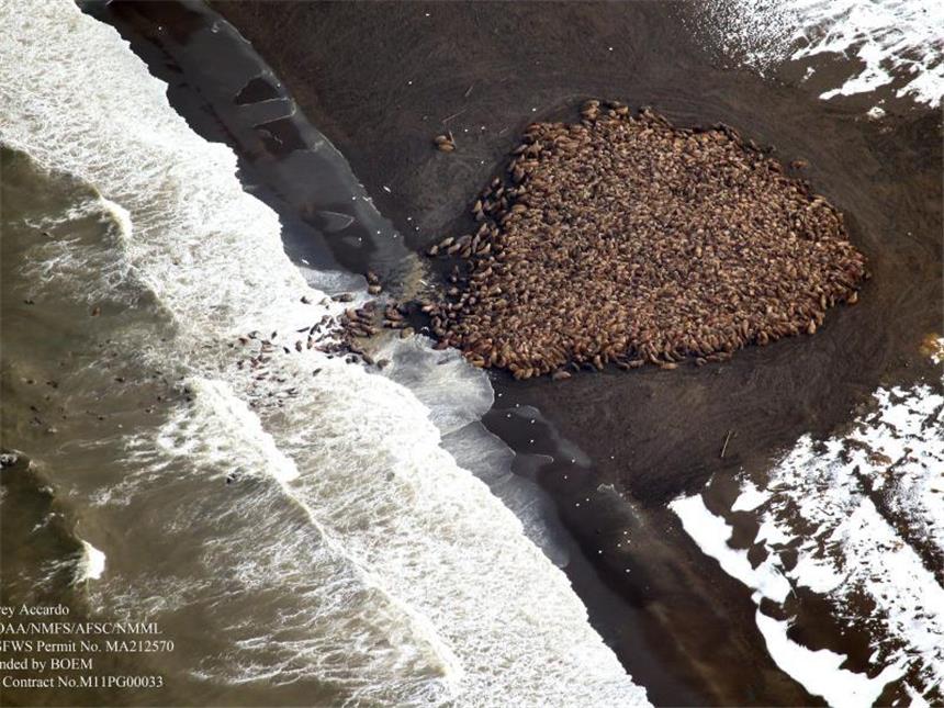 Zehntausende Walrosse drängen mangels Eis an Land Ihre schweren Körper schieben sich dicht an dicht: Zehntausende Walrosse haben in Alaska Zuflucht an Land gesucht. Foto: Corey Accardo / NOAA/NMFS/AFSC/NMML