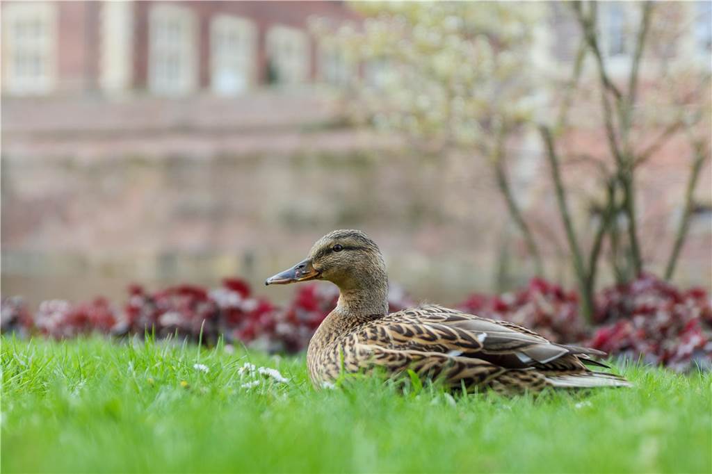 Im Ahauser Schlossgarten