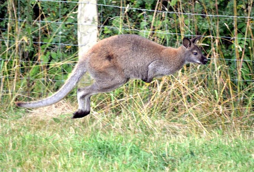 Wieder hüpft ein Känguru durchs Sauerland Im August 2015 sprang Skippy1 noch durchs Sauerland. Kurze Zeit später wurde es eingefangen. Nun sorgt Skippy2 für Aufsehen.