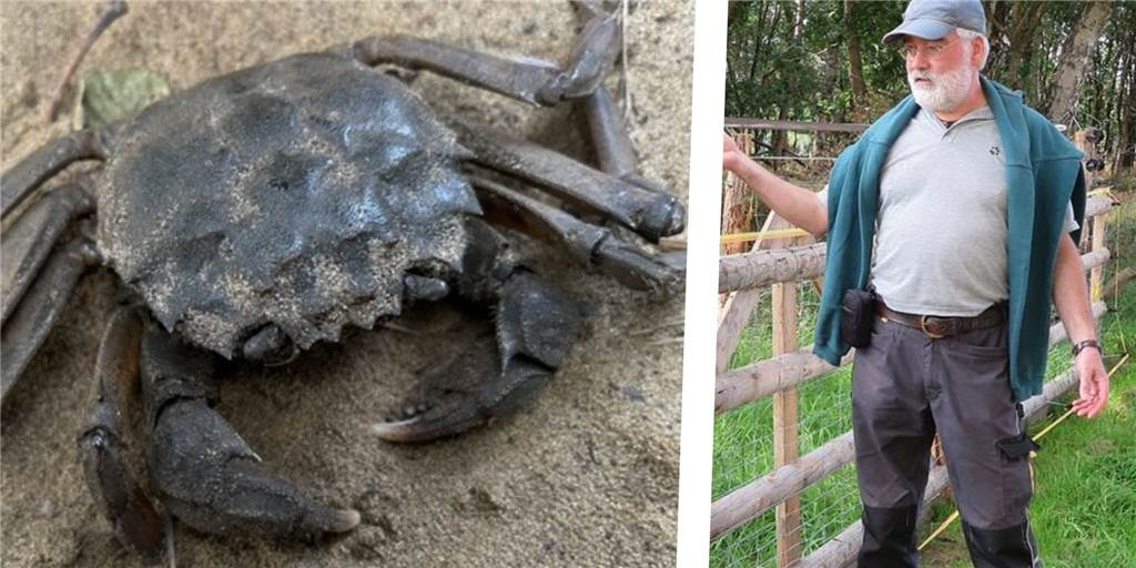 Ehepaar Dorr findet in Bach tote Tiere, die es nicht erwartet hätte Im ausgetrockneten Dammer Dellbach fanden Margret und Christoph Dorr mehrere tote „Chinesische Wollhandkrabben“.