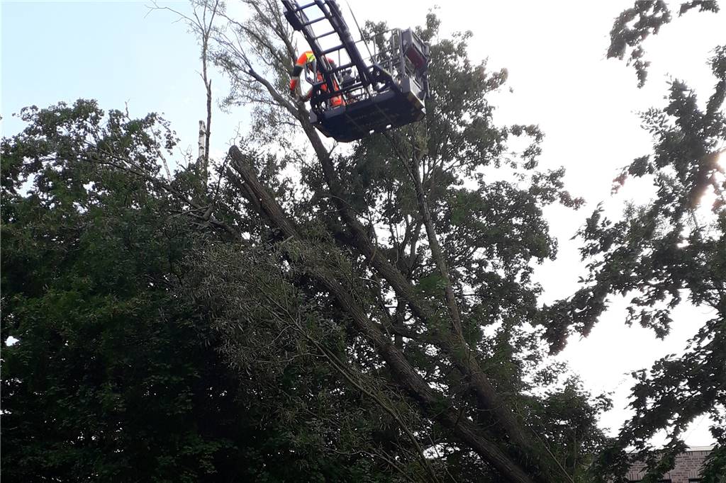 20 Meter hoher Baum an Münsterstraße in Werne kippt um - Feuerwehr rückt aus Im Bereich zwischen dem Berufskolleg und der Münster Straße war eine Baum in einen anderen Baum gefallen.