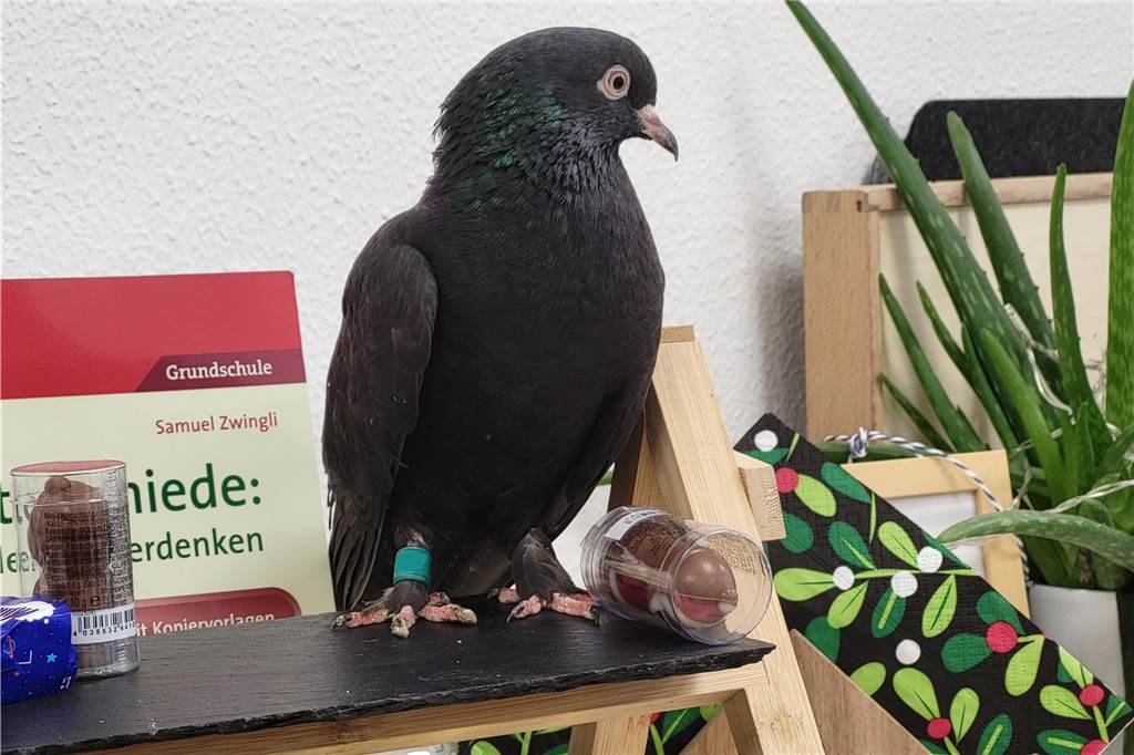 Taubenfund am EBG: Besitzer von „Theo“ noch nicht gefunden Bei den Flugversuchen in dem kleinen Raum fiel Manches zu Boden.