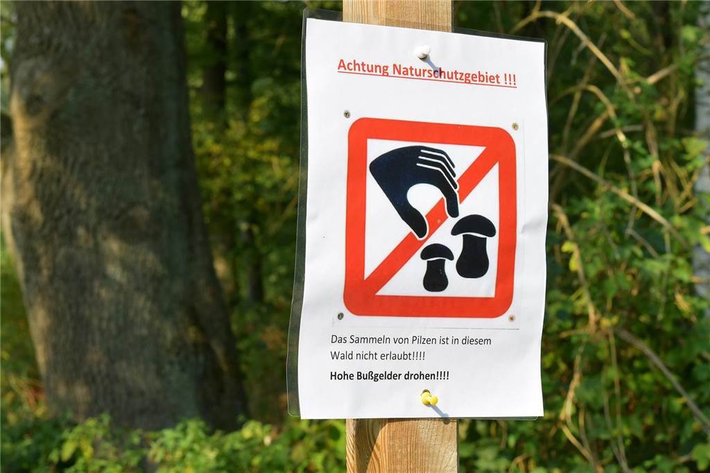 Sammeln von Pilzen & Co. kann in Cappenberg teuer werden Auf einem Schild im Cappenberger Wald wird darauf hingewiesen, dass das Pilze sammeln dort verboten ist.