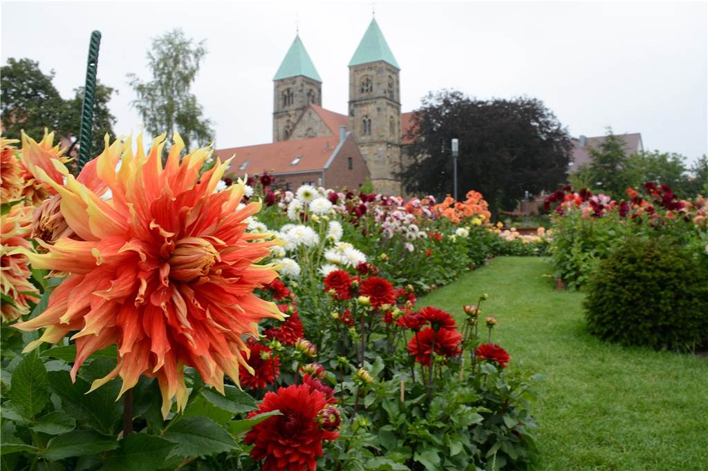 Glücksorte in Vreden und Legden: Münsterland-Buch gibt Ausflugstipps Dahlienblüte in Legden