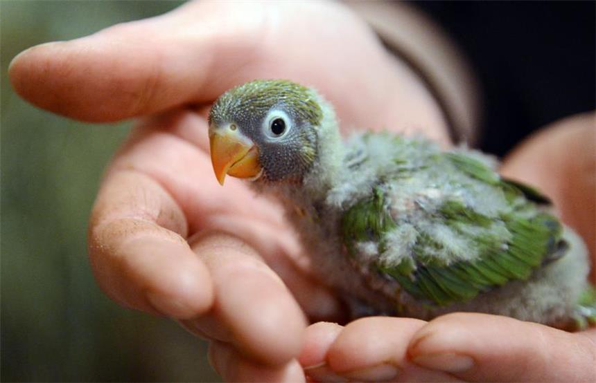 Tierbabys, App, neue Preise und kostenloses Wlan Im Dezember geboren wurde dieses kleine Rußköpfchen (Agapornis nigrigenis).