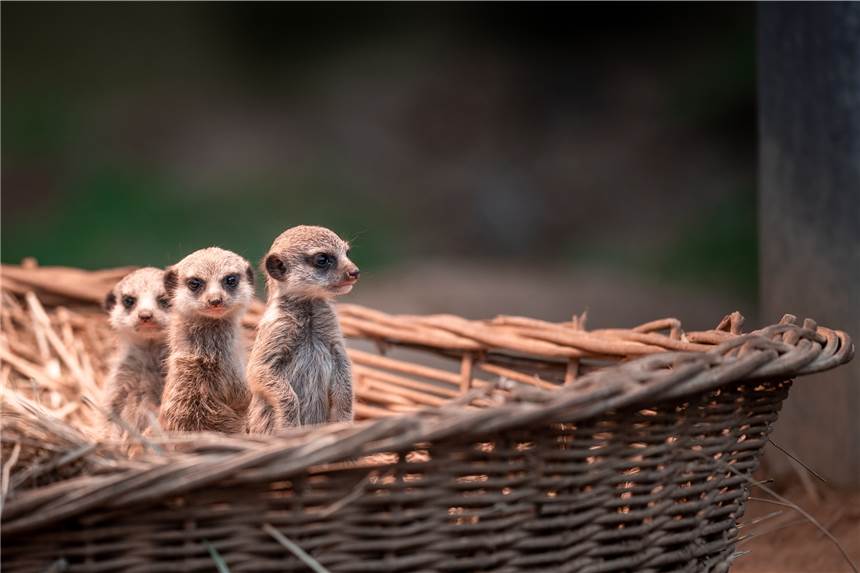 Mini-Erdmännchen: Lebendige Stofftiere im Zoo Dortmund geboren Im Dortmunder Zoo gibt es flauschigen Nachwuchs.