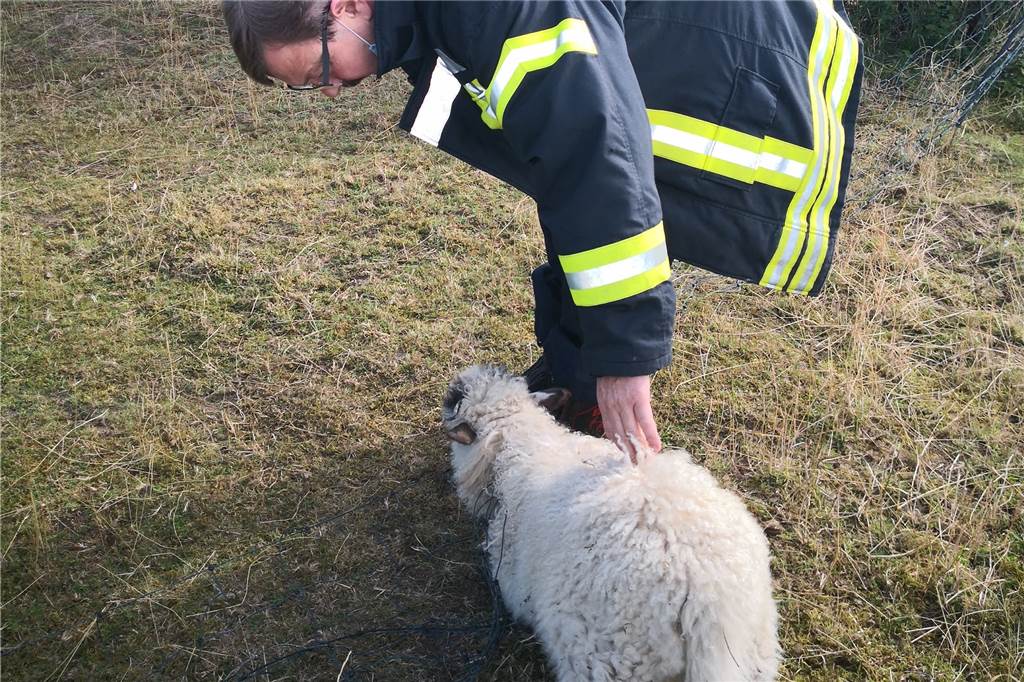 Feuerwehr Werne rettet Lamm aus Stromzaun an Butenlandwehr Im Einsatz waren 10 Einsatzkräfte mit zwei Fahrzeugen, einem Hauptlöschfahrzeug und einem Rettungswagen. Der Einsatz konnte der Rettungsleitstelle in Unna um 9:30 Uhr als beendet gemeldet werden.