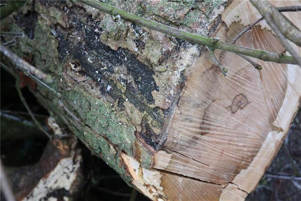 Gefahr auch für Menschen: Neuartiger Pilz befällt Ahornbäume in Südlohn Ahorn-Baum mit rußschwarzer Sporenschicht