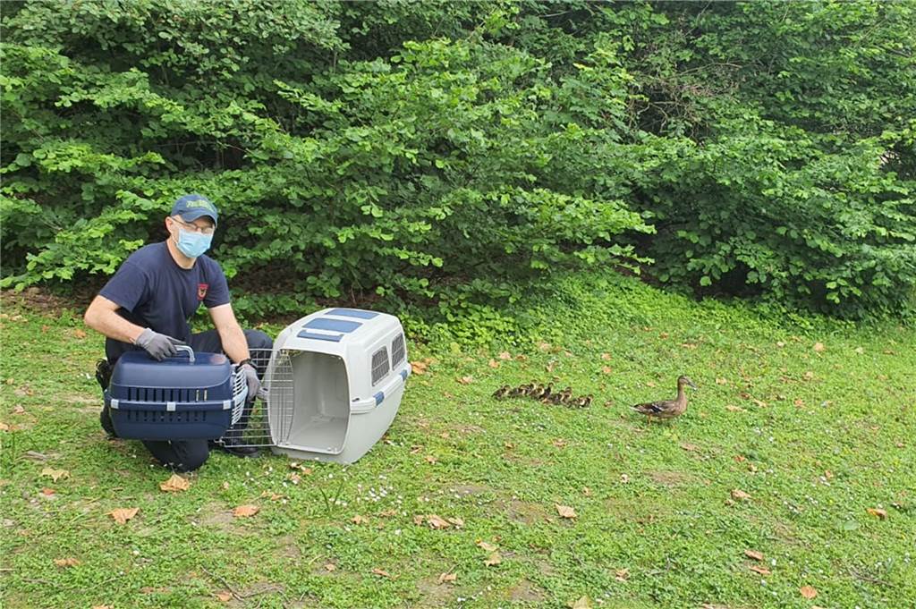 Ungewöhnliche Besucher: Entenfamilie verirrt sich im Johannes-Hospital Im Fredenbaumpark setzten die Tierretter die Entenfamilie wieder aus.