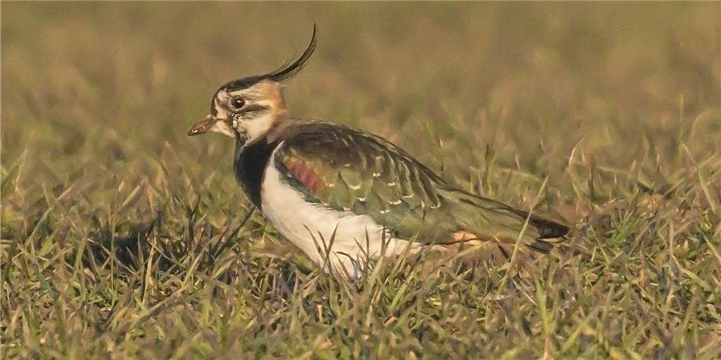 Im Frühjahr hat Naturhobbyfotograf Norbert Lange diesen Kiebitz in Selm vor die Linse bekommen. Auf Lüner Gebiet ist der Singvogel seit 2020 nicht mehr zu finden. Die Entwicklung betrifft aber auch den ganzen Kreis Unna.