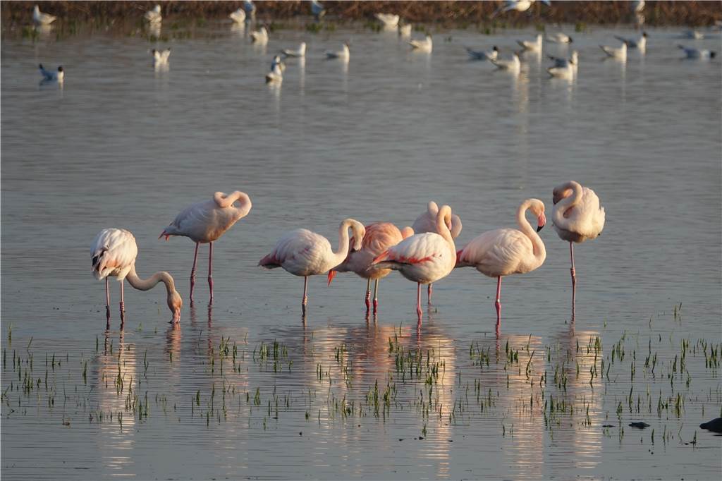 „Naturkatastrophe Zwillbrocker Venn“: Hobbyfilmer hat das Austrocknen dokumentiert Im Frühjahr ist die Situation noch in Ordnung. Zwar ist der Wasserstand niedriger als gewöhnlich, doch die Flamingos scheinen sich noch wohl zu fühlen.
