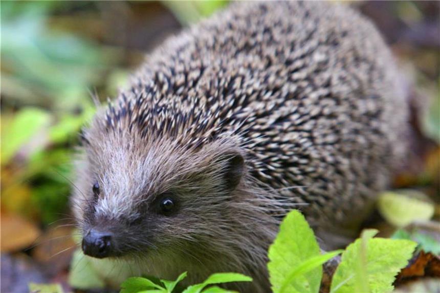 Erste Igel werden wach: Zufüttern ist nicht nötig Im Frühling kommen die Igel heraus aus ihren Nestern. Foto: Karl-Josef Hildenbrand