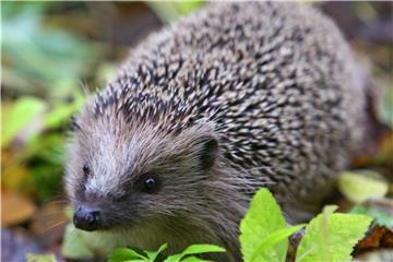 Im Frühling kommen die Igel heraus aus ihren Nestern. Foto: Karl-Josef Hildenbrand