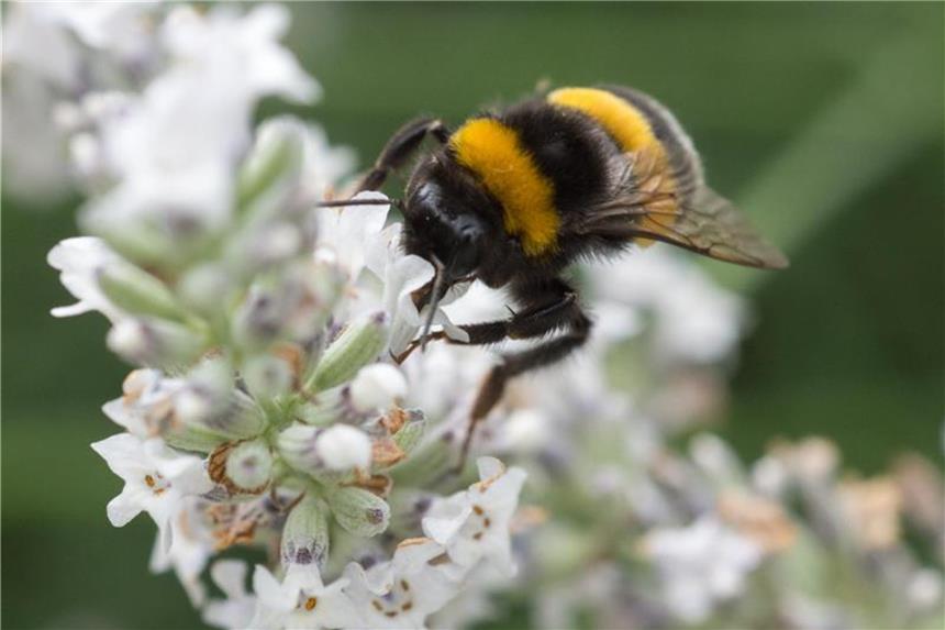 Im Frühling sind nur die besonders dicken Königinnen unterwegs - reguläre Arbeiterhummeln folgen dann im Sommer. Foto: Andrea Warnecke