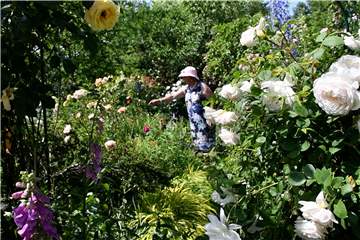 Im Garten von Brigitte Ruhnau in Brambauer blühen gerade rund 300 verschiedene Rosenarten.